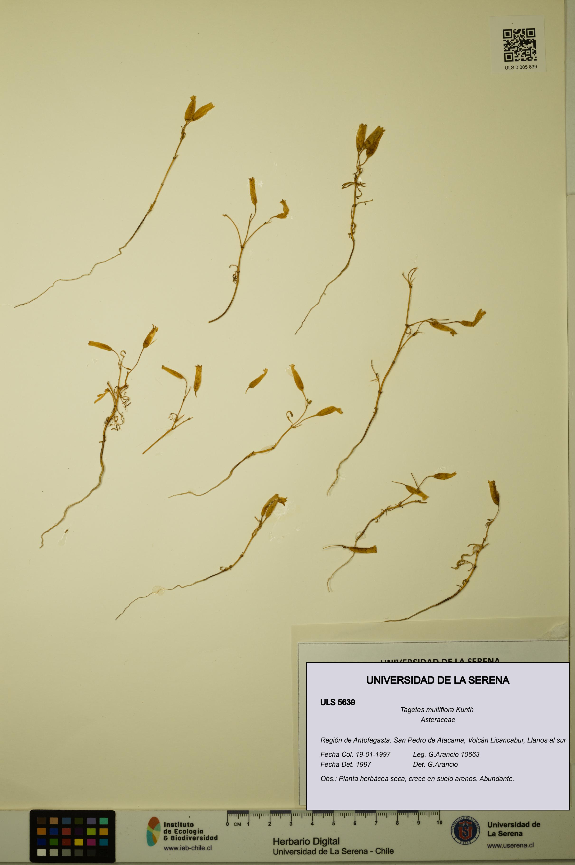 Tagetes multiflora [Espécimen: ULS:ULS:0005639]