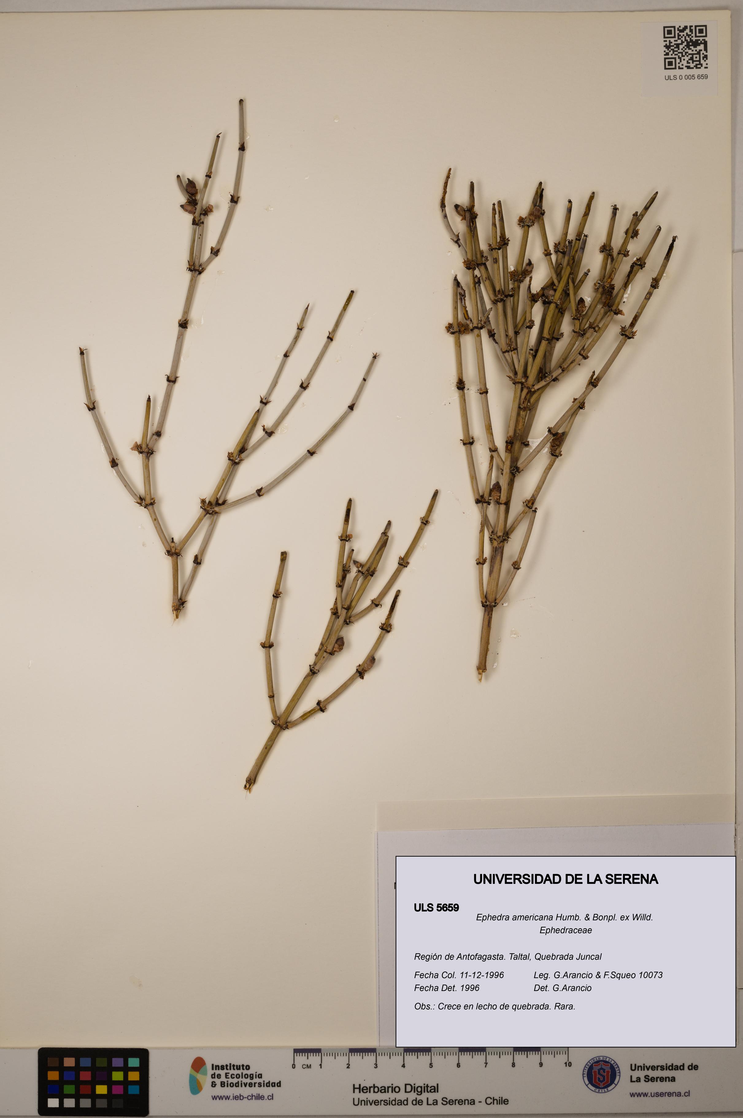 Ephedra americana [Espécimen: ULS:ULS:0005659]