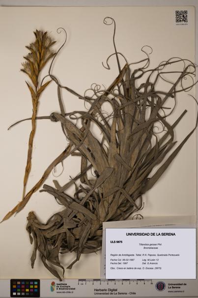 Tillandsia geissei [Espécimen: ULS:ULS:0005675]