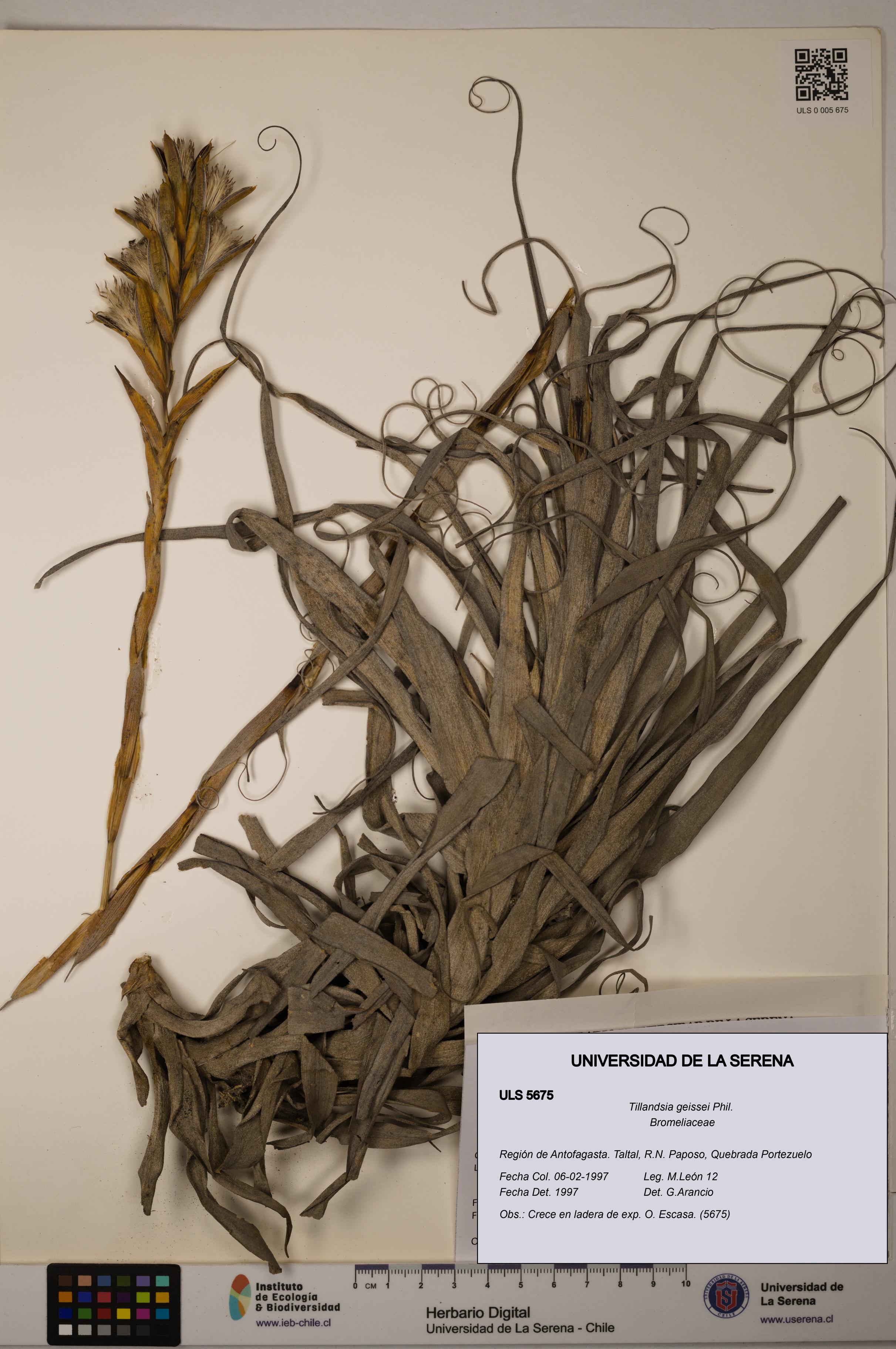 Tillandsia geissei [Espécimen: ULS:ULS:0005675]