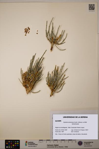 Ephedra americana [Espécimen: ULS:ULS:0005676]