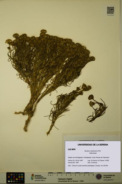 Senecio volckmannii [Espécimen: ULS:ULS:0005678]