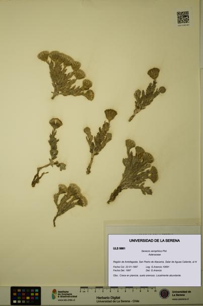 Senecio xerophilus [Espécimen: ULS:ULS:0005681]