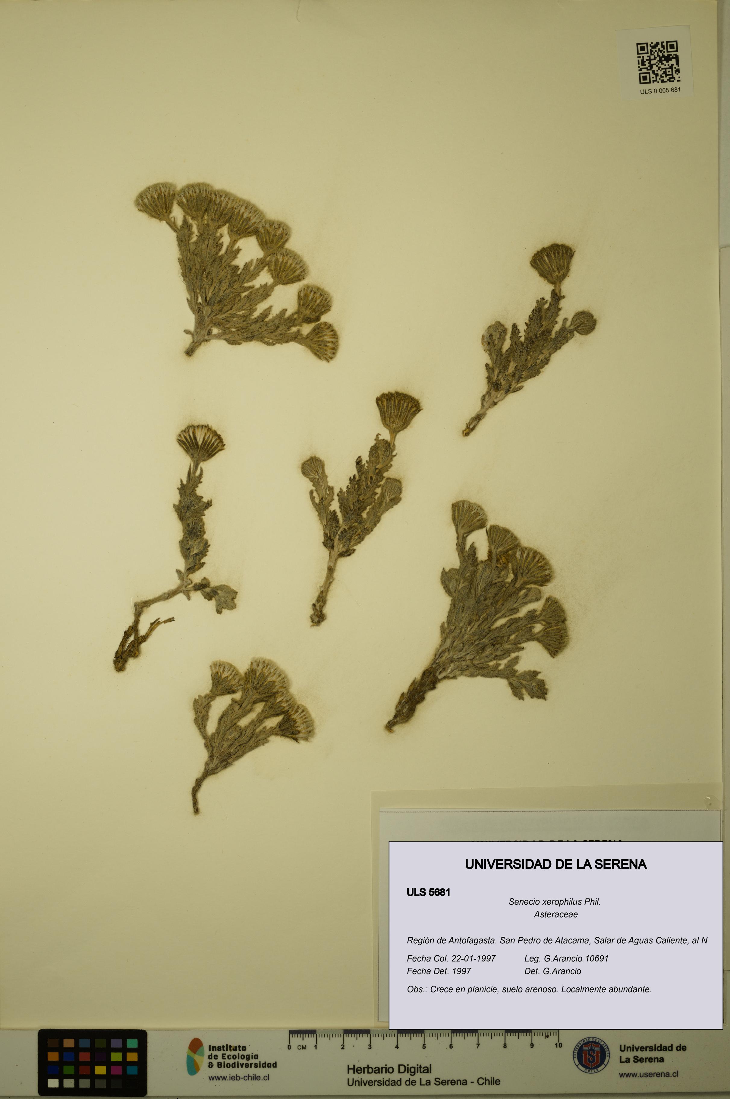 Senecio xerophilus [Espécimen: ULS:ULS:0005681]