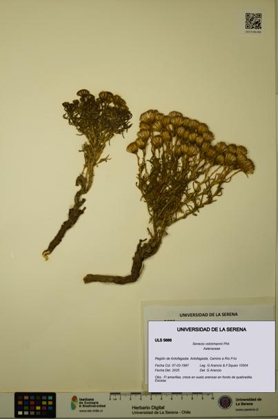Senecio volckmannii [Espécimen: ULS:ULS:0005686]