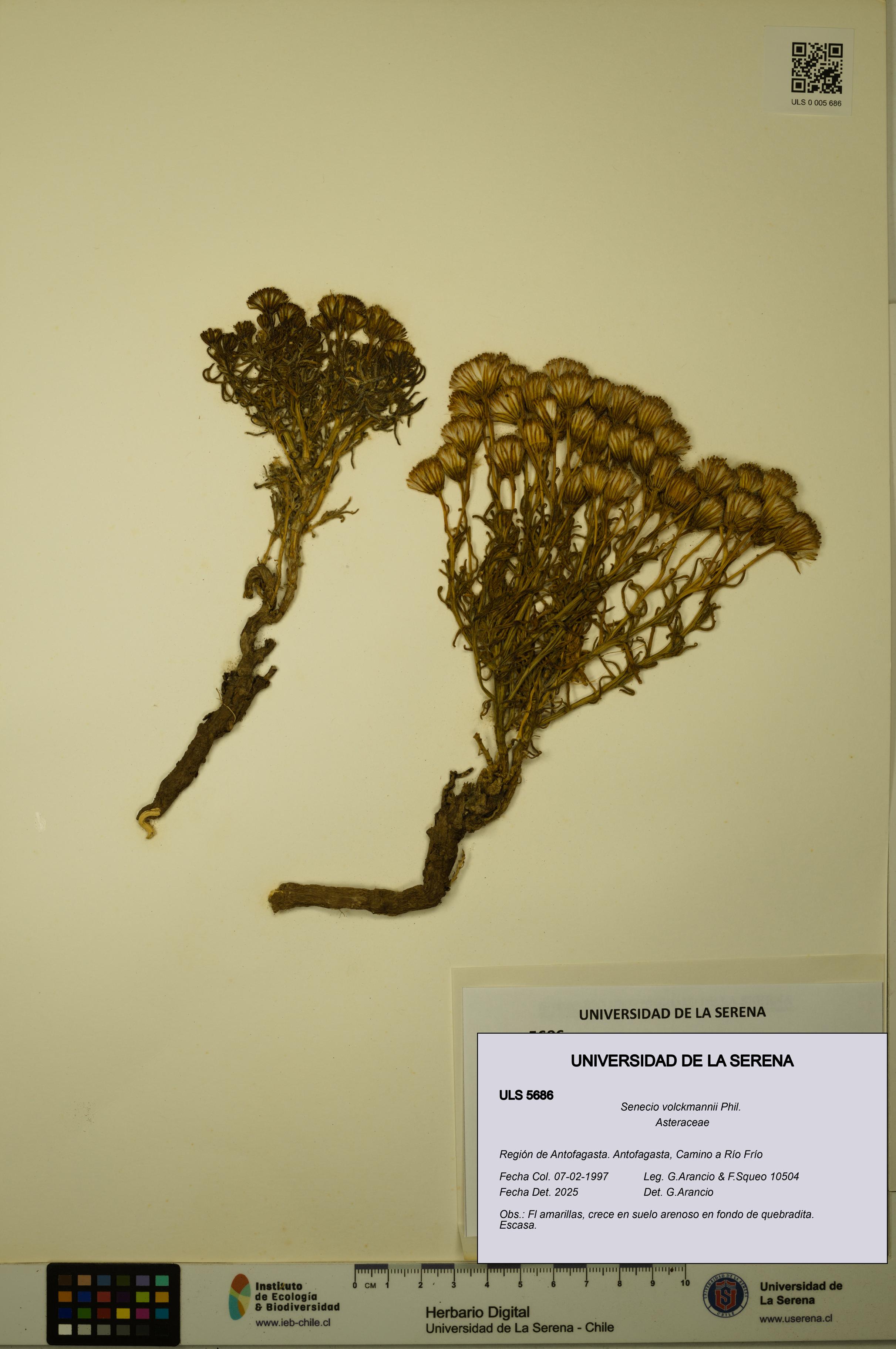 Senecio volckmannii [Espécimen: ULS:ULS:0005686]