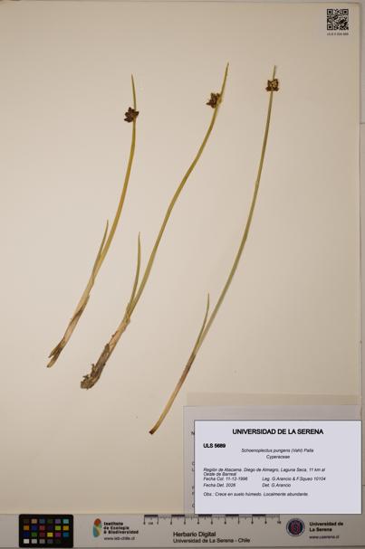 Schoenoplectus pungens [Espécimen: ]