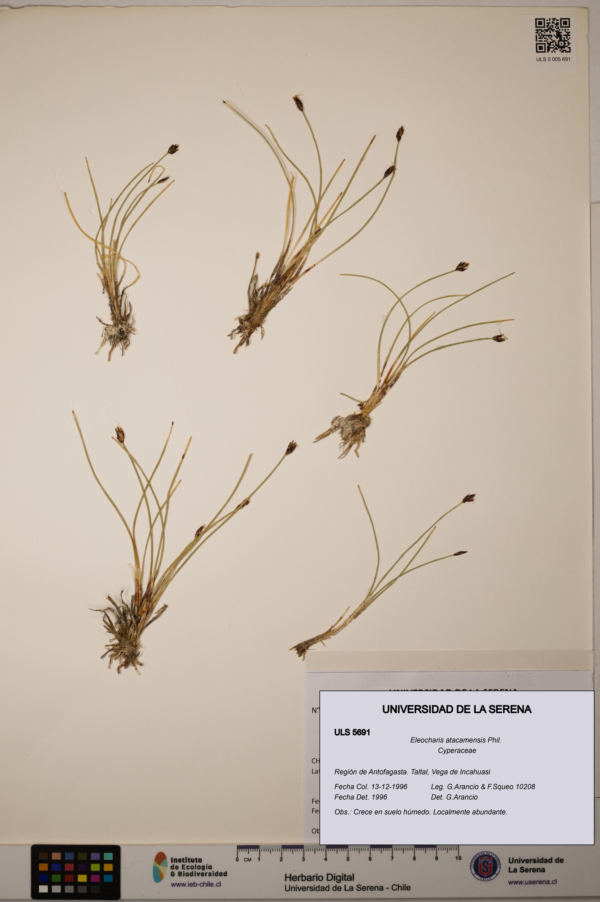 Eleocharis atacamensis [Espécimen: ULS:ULS:0005691]