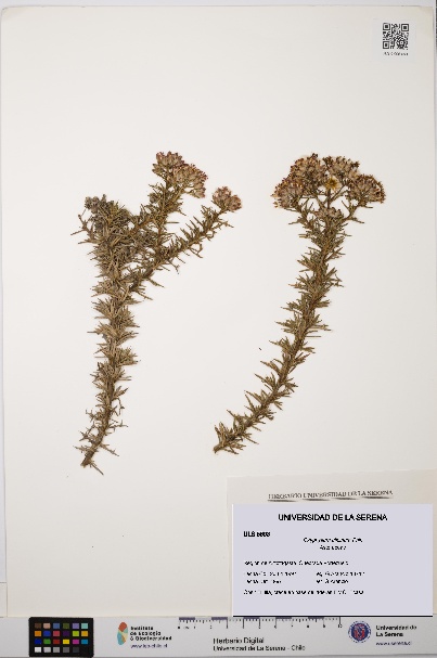 Oxyphyllum ulicinum [Espécimen: ]