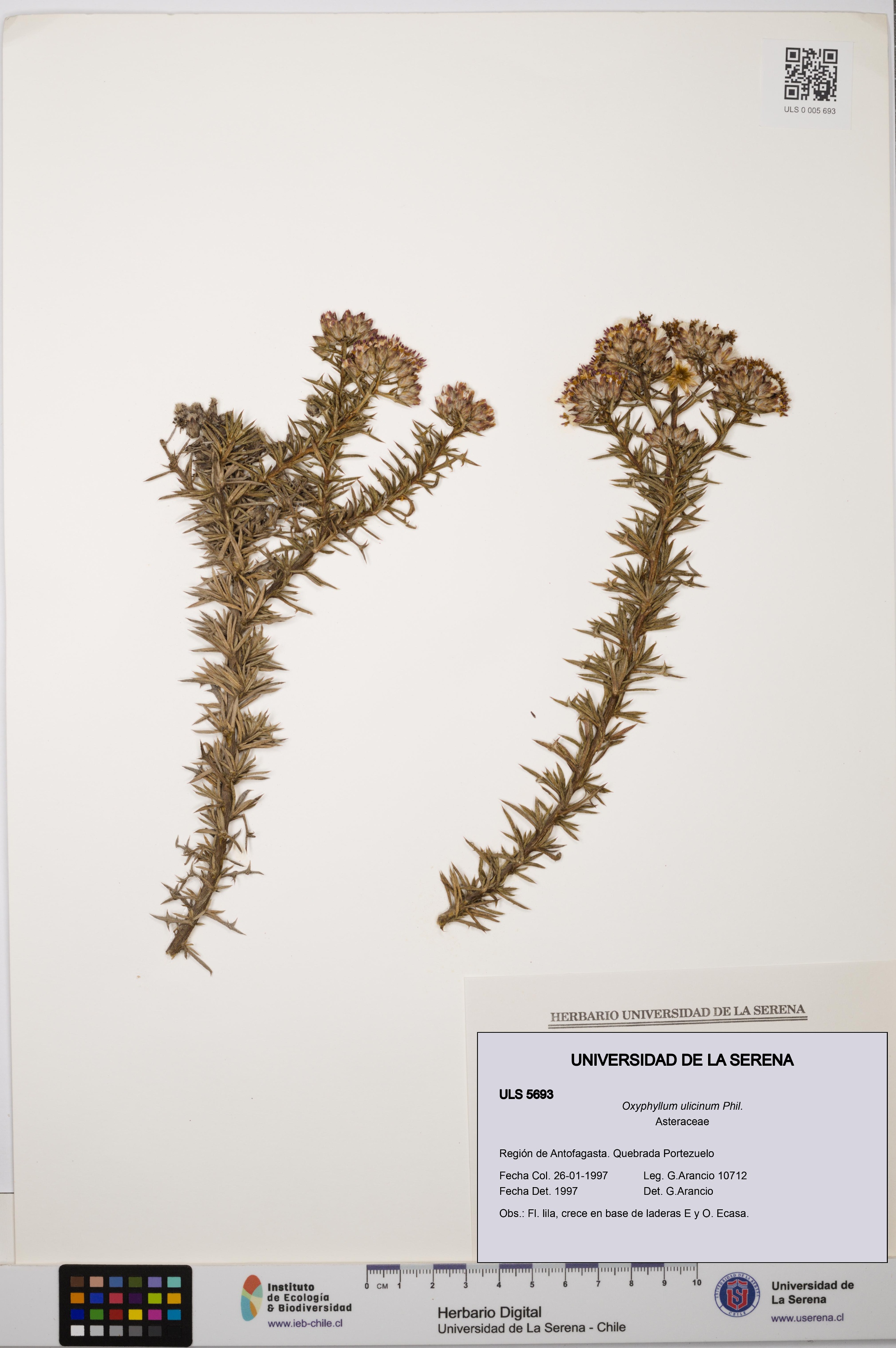 Oxyphyllum ulicinum [Espécimen: ]