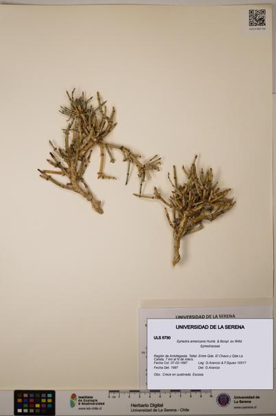 Ephedra americana [Espécimen: ULS:ULS:0005730]