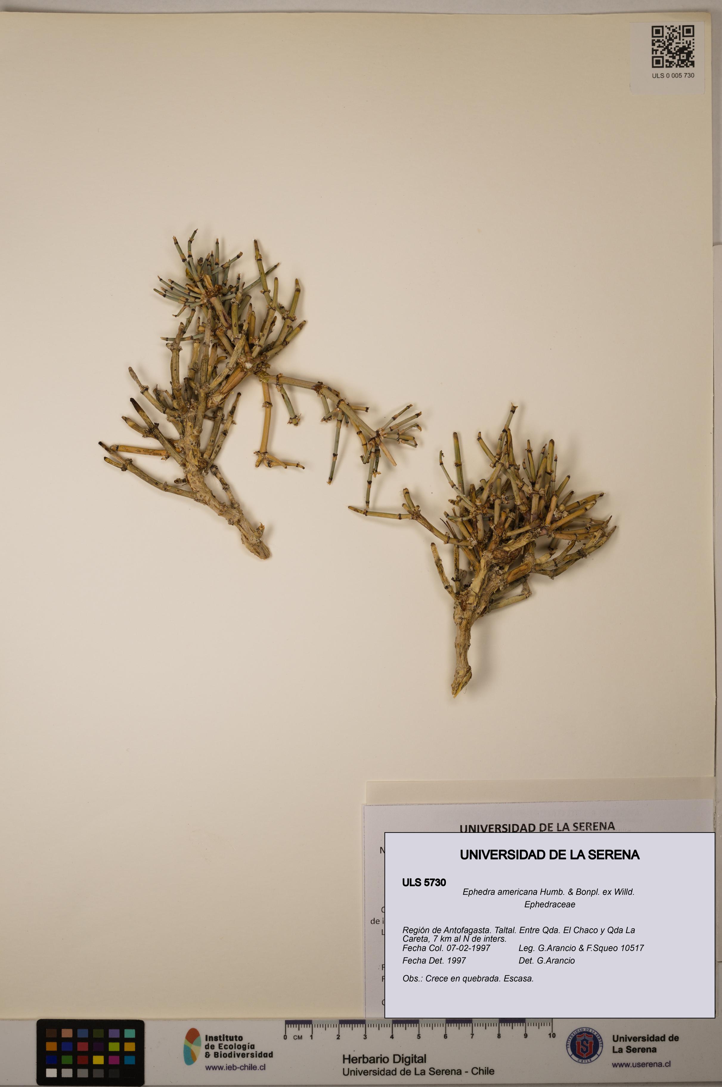 Ephedra americana [Espécimen: ULS:ULS:0005730]