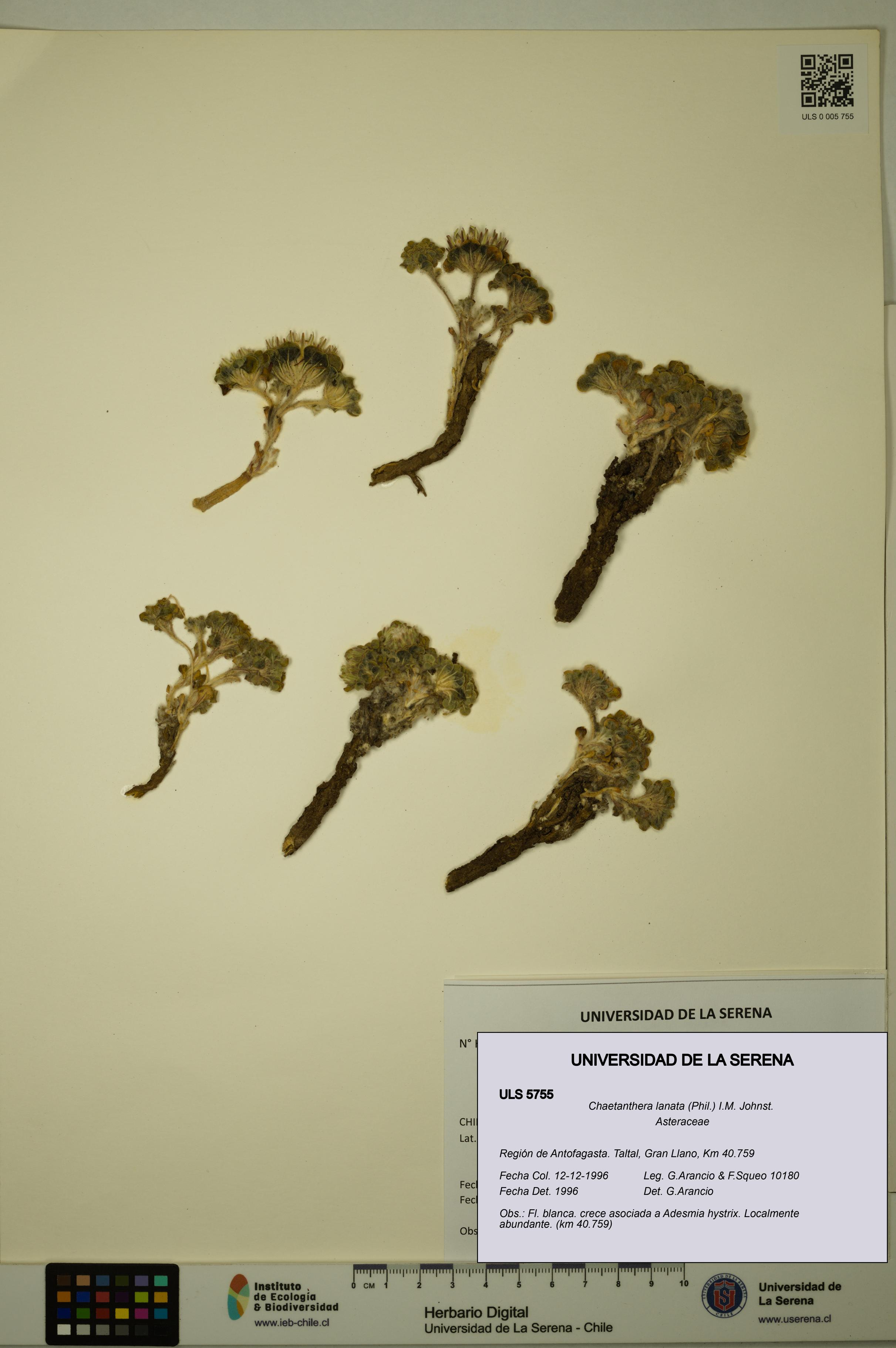 Chaetanthera lanata [Espécimen: ULS:ULS:0005755]