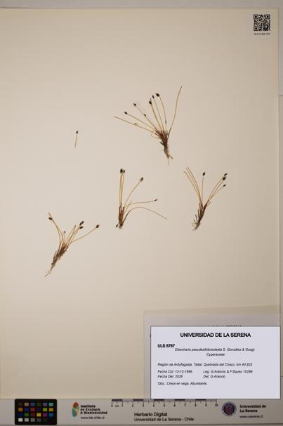 Eleocharis pseudoalbibracteata [Espécimen: ULS:ULS:0005757]