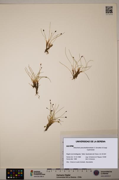 Eleocharis pseudoalbibracteata [Espécimen: ULS:ULS:0005765]
