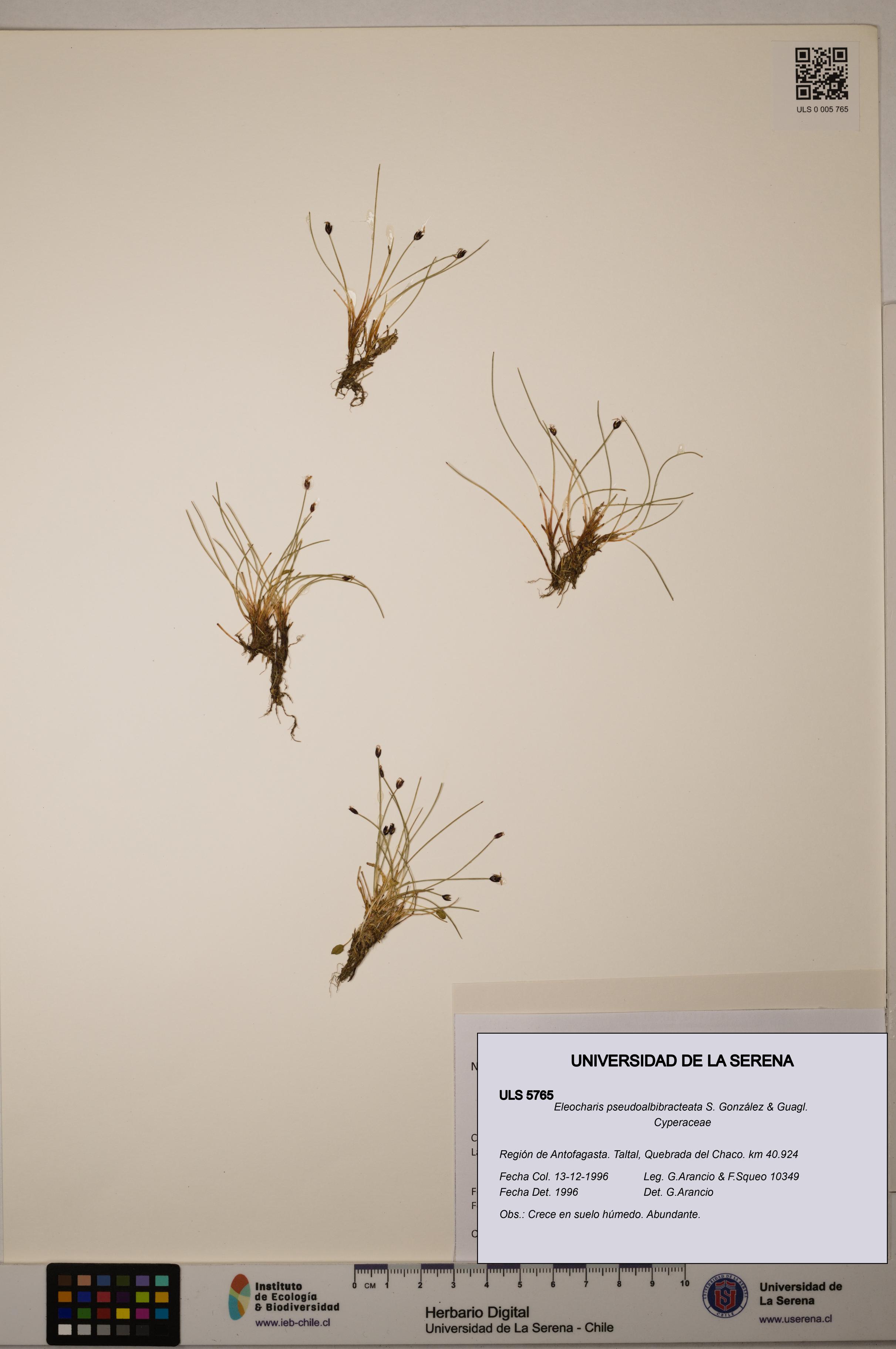 Eleocharis pseudoalbibracteata [Espécimen: ULS:ULS:0005765]