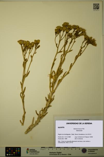 Senecio leucus [Espécimen: ULS:ULS:0005773]