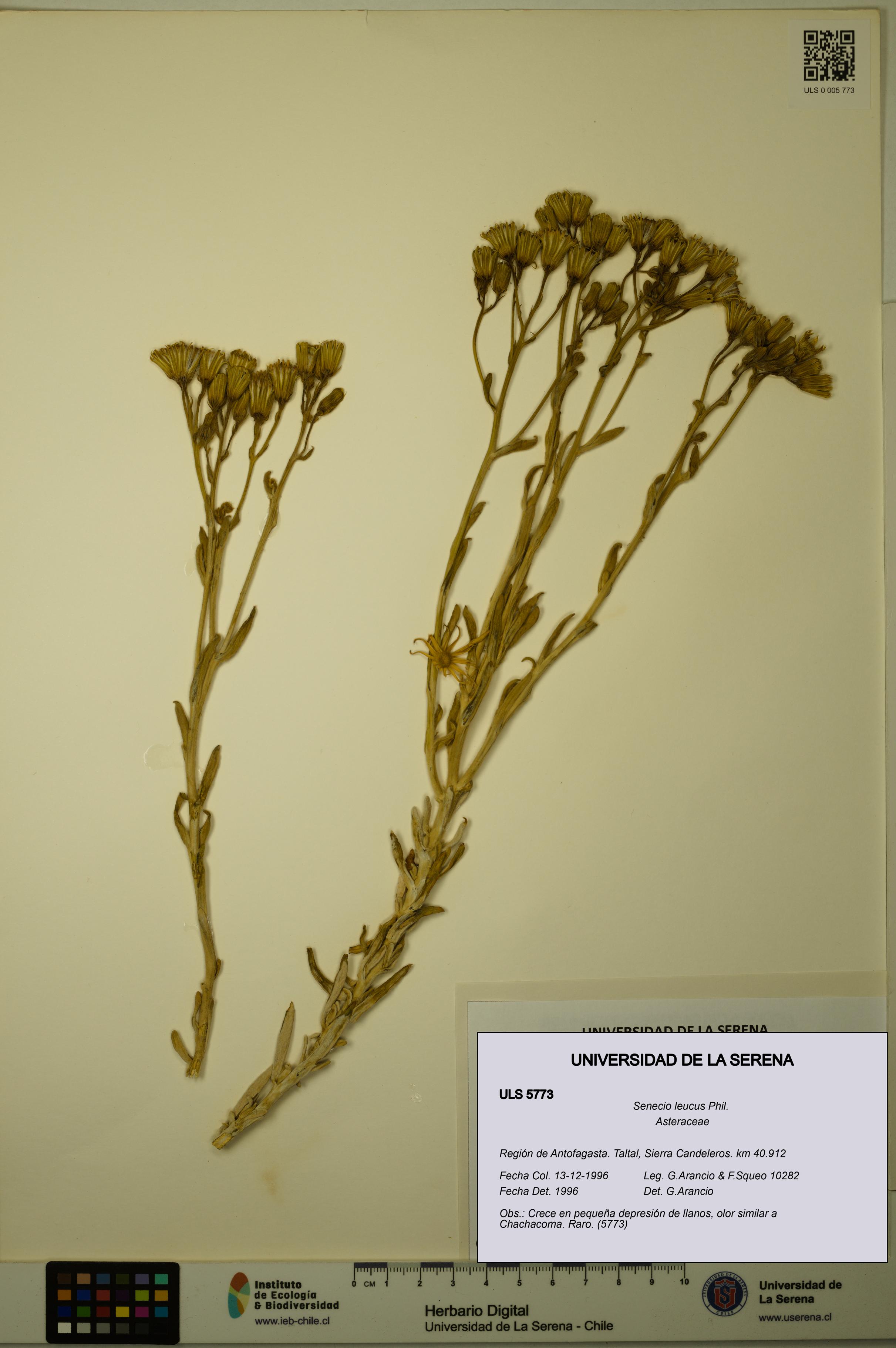 Senecio leucus [Espécimen: ULS:ULS:0005773]