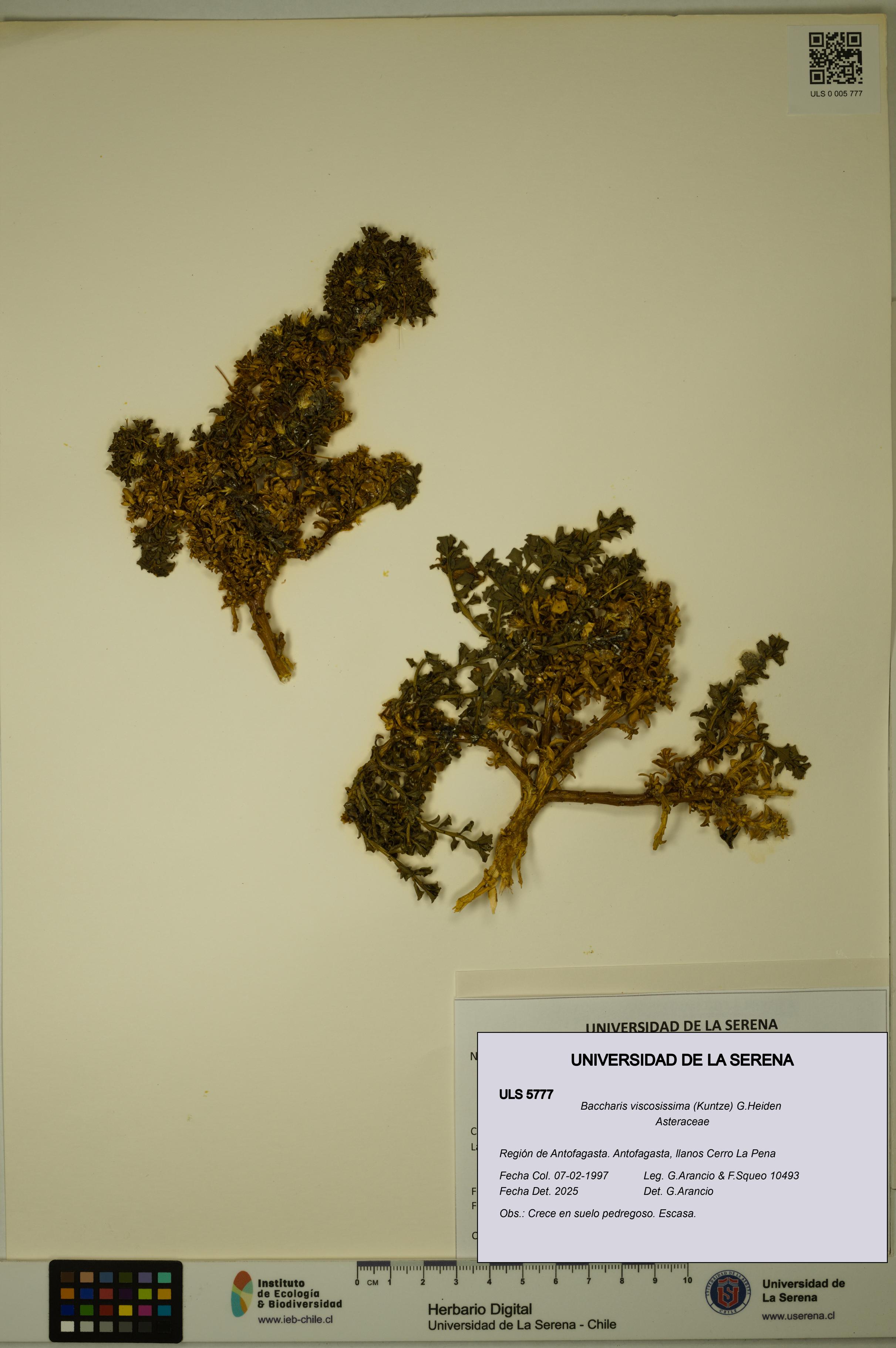 Baccharis tola [Espécimen: ULS:ULS:0005777]