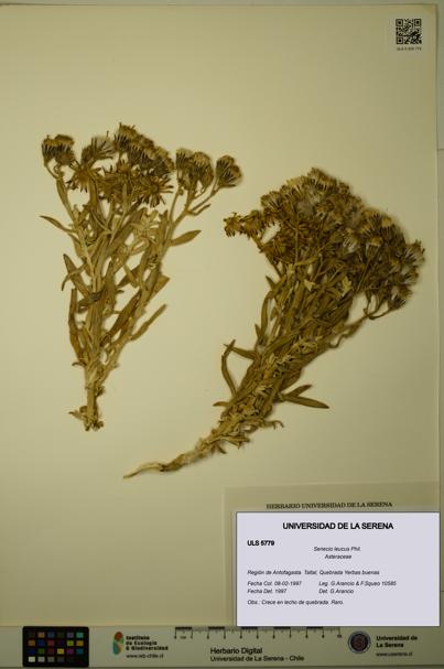 Senecio leucus [Espécimen: ULS:ULS:0005779]