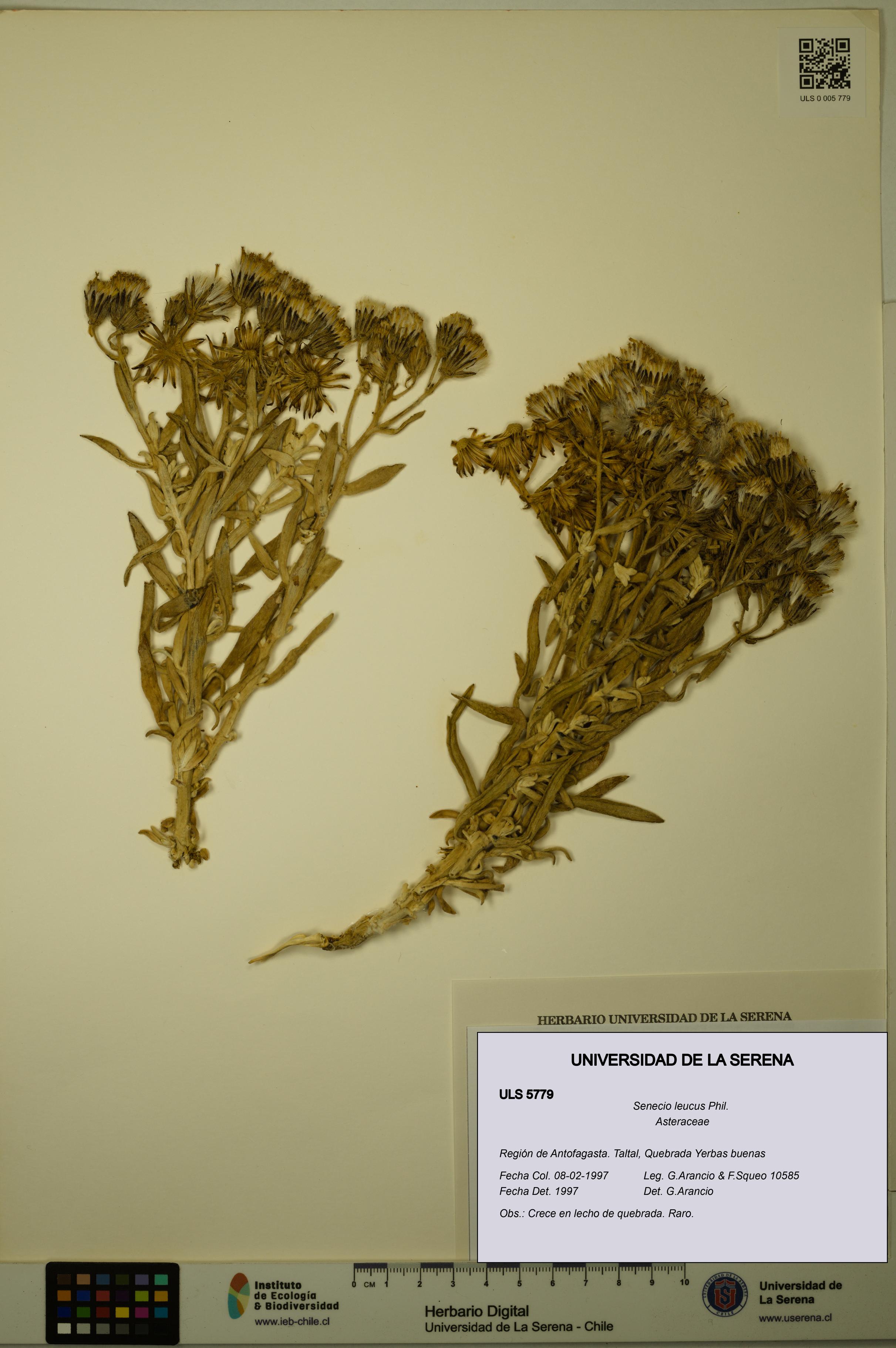 Senecio leucus [Espécimen: ULS:ULS:0005779]