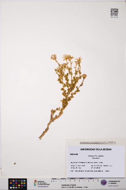 Senecio hirtus [Espécimen: ULS:ULS:0005790]