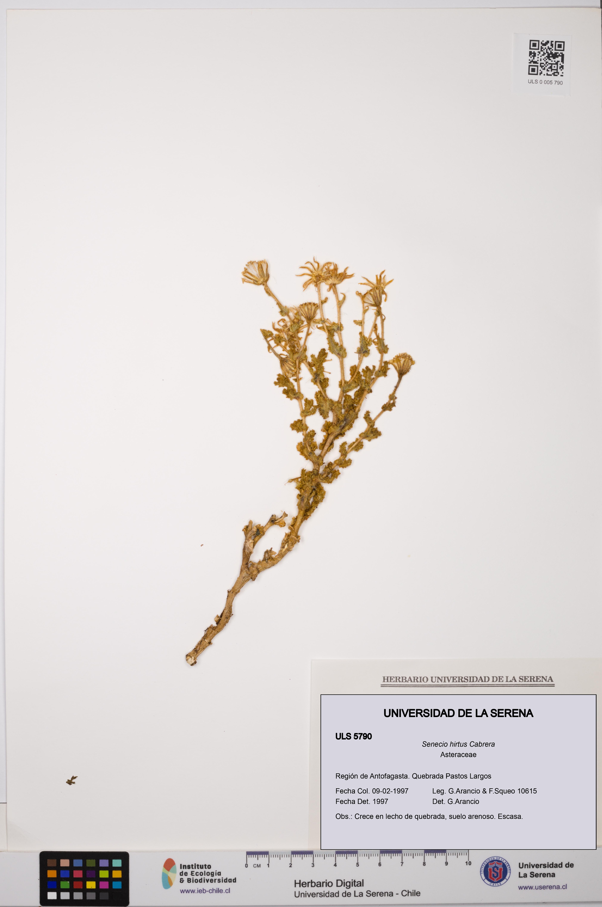 Senecio hirtus [Espécimen: ULS:ULS:0005790]