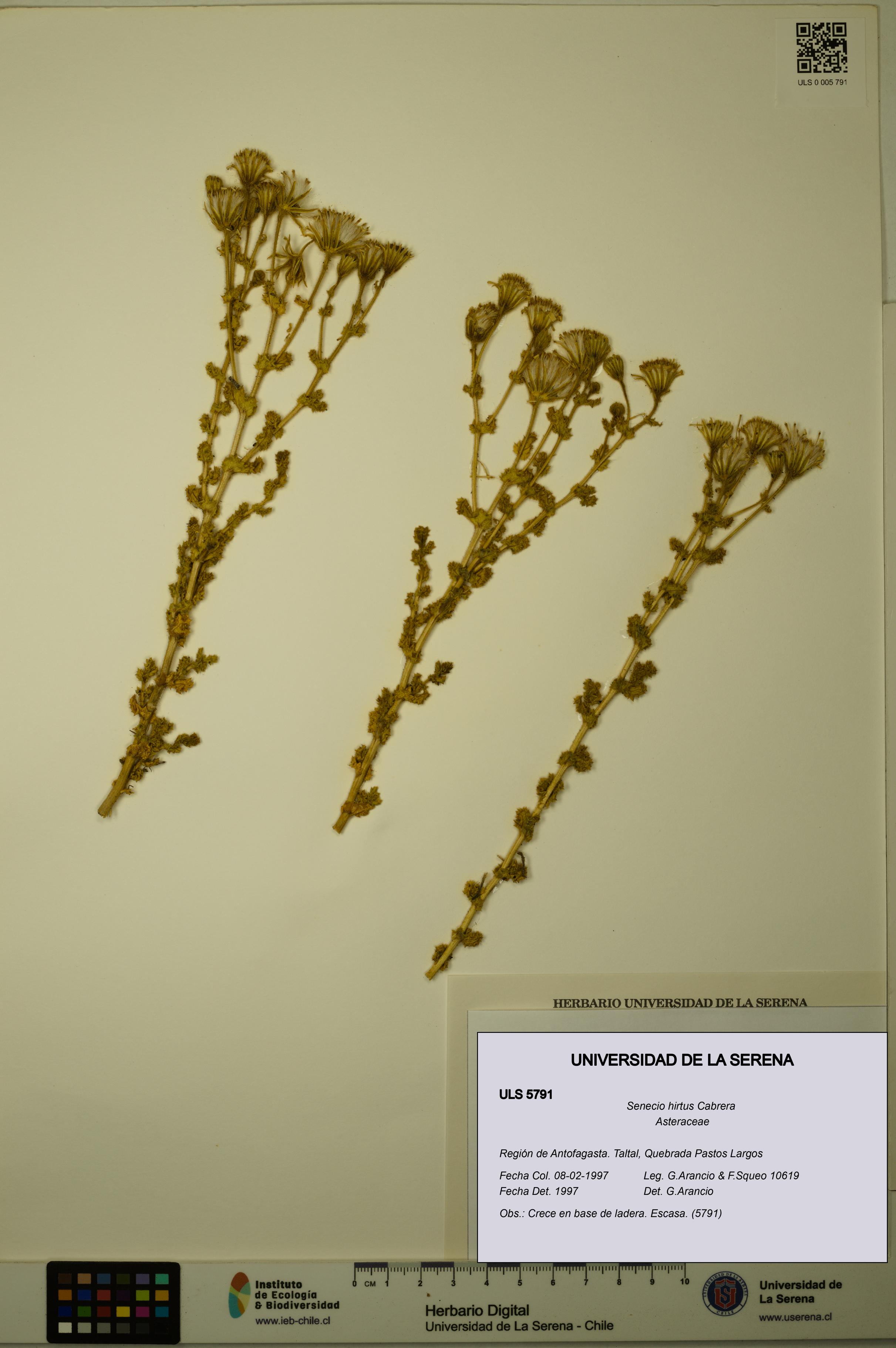 Senecio hirtus [Espécimen: ULS:ULS:0005791]