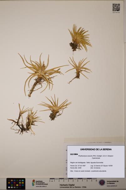 Phylloscirpus acaulis [Espécimen: ULS:ULS:0005804]