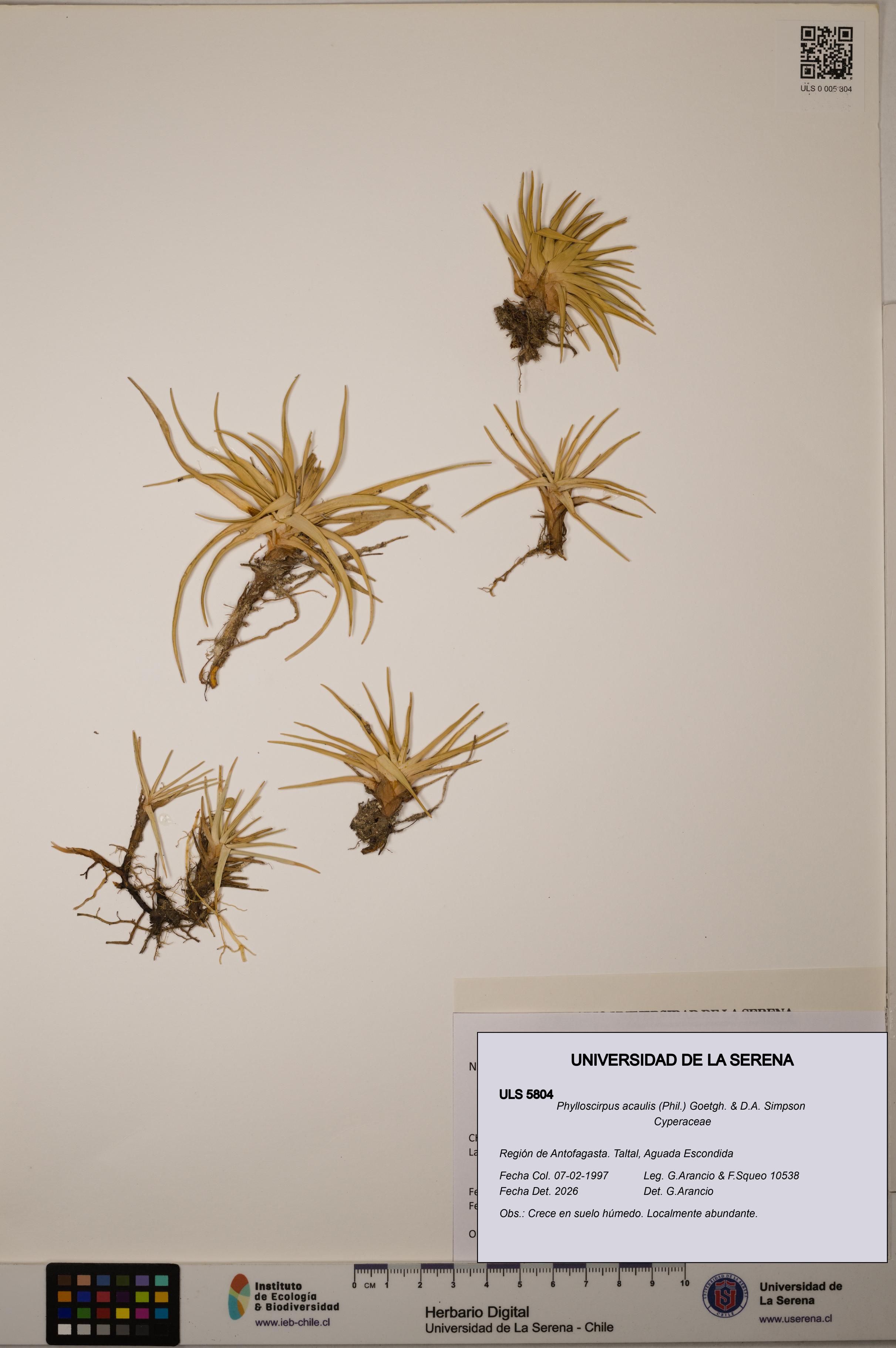 Phylloscirpus acaulis [Espécimen: ULS:ULS:0005804]