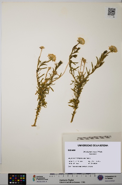 Diplostephium meyenii [Espécimen: ULS:ULS:0005809]