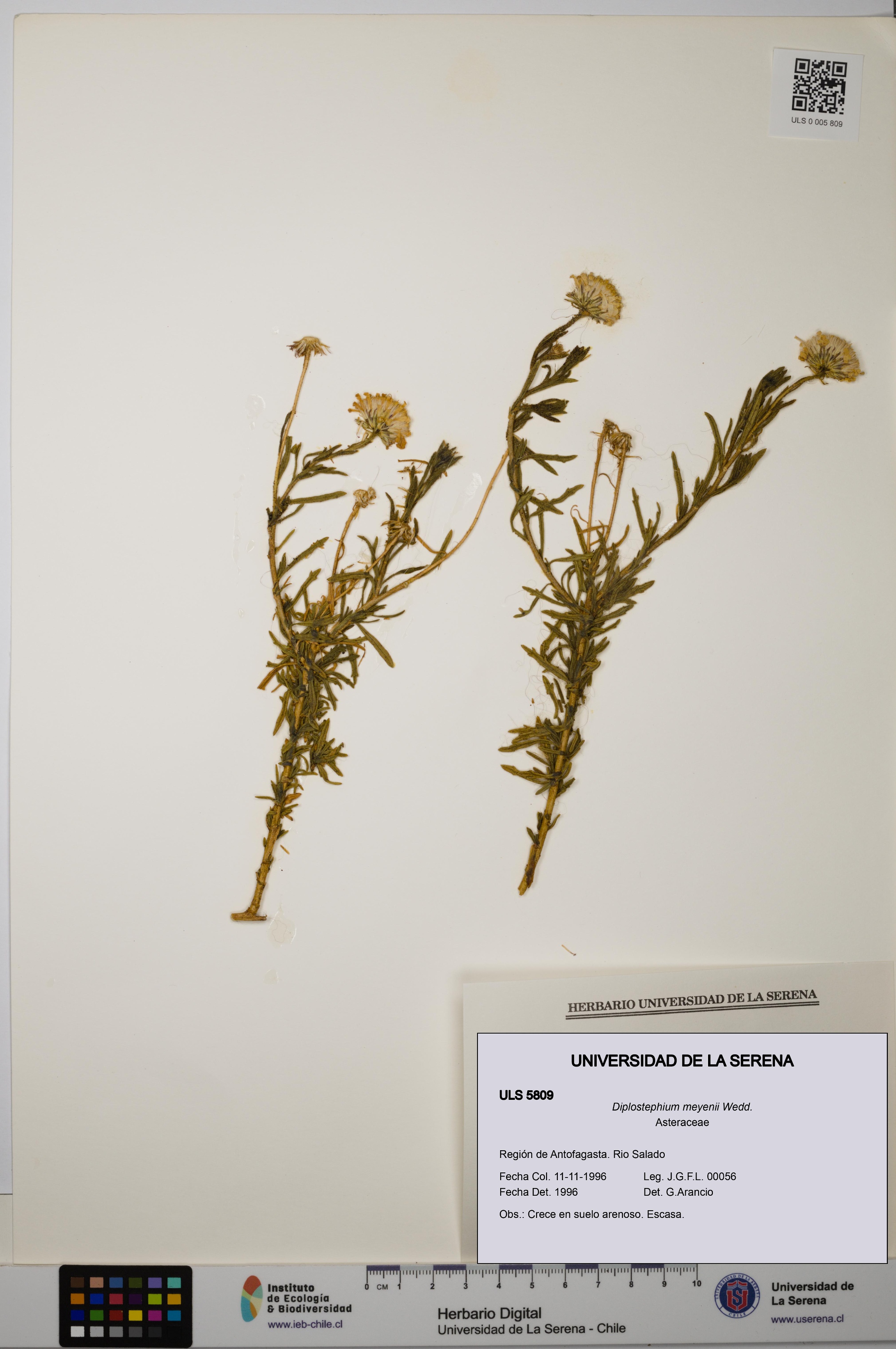 Diplostephium meyenii [Espécimen: ULS:ULS:0005809]