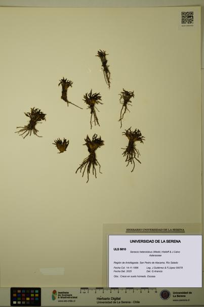 Senecio heterolobus [Espécimen: ULS:ULS:0005810]