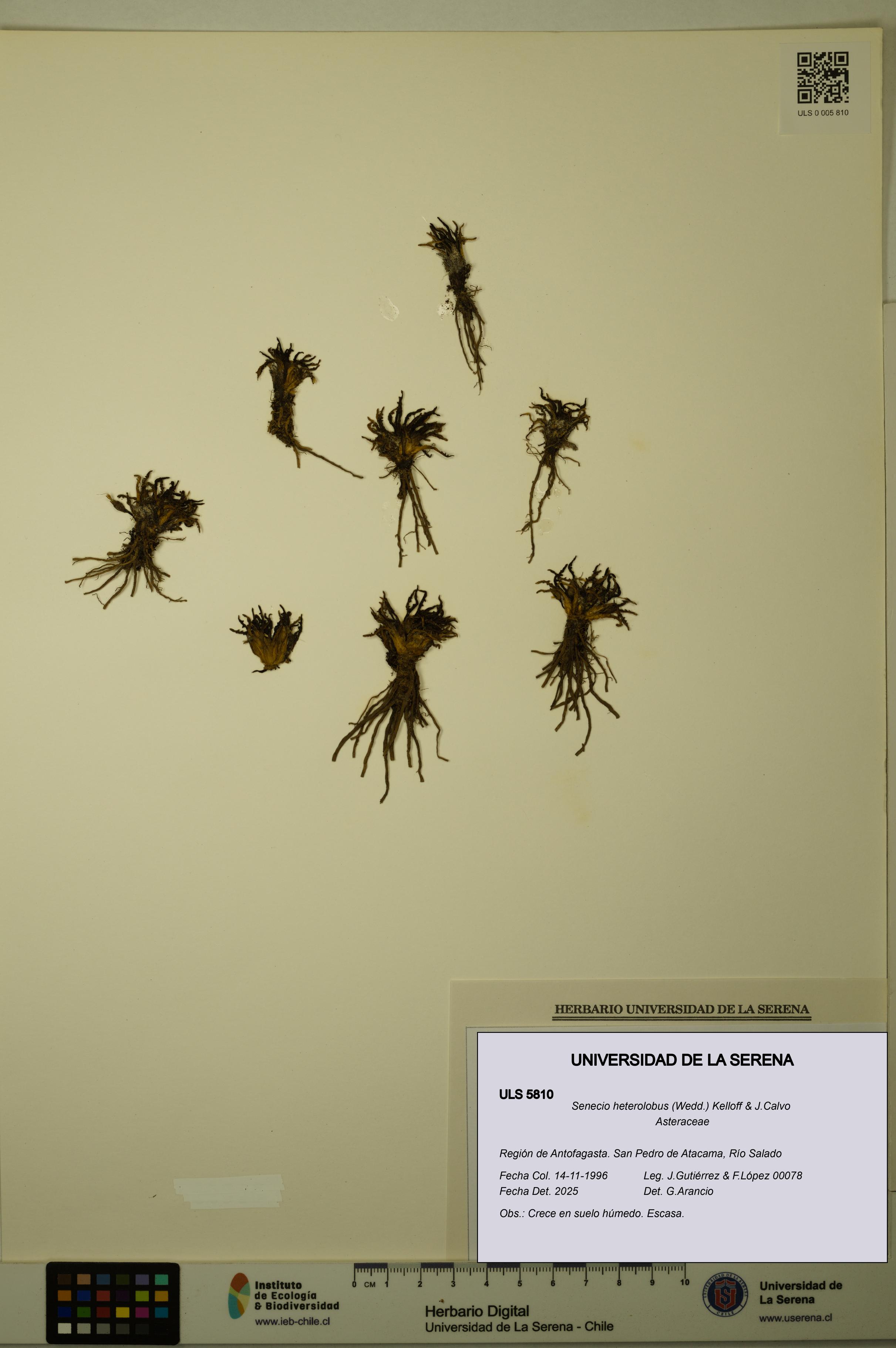 Senecio heterolobus [Espécimen: ULS:ULS:0005810]