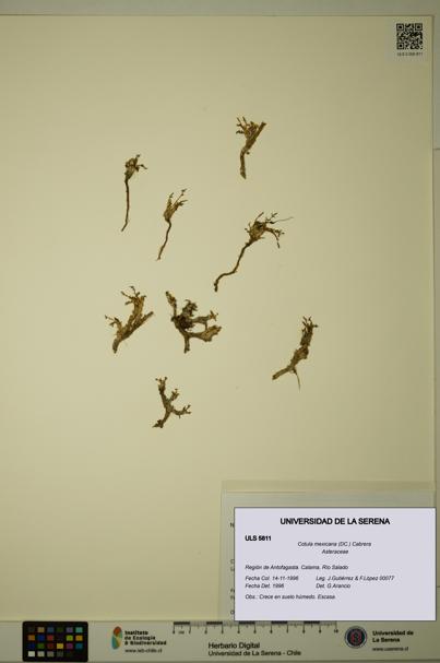 Cotula mexicana [Espécimen: ULS:ULS:0005811]