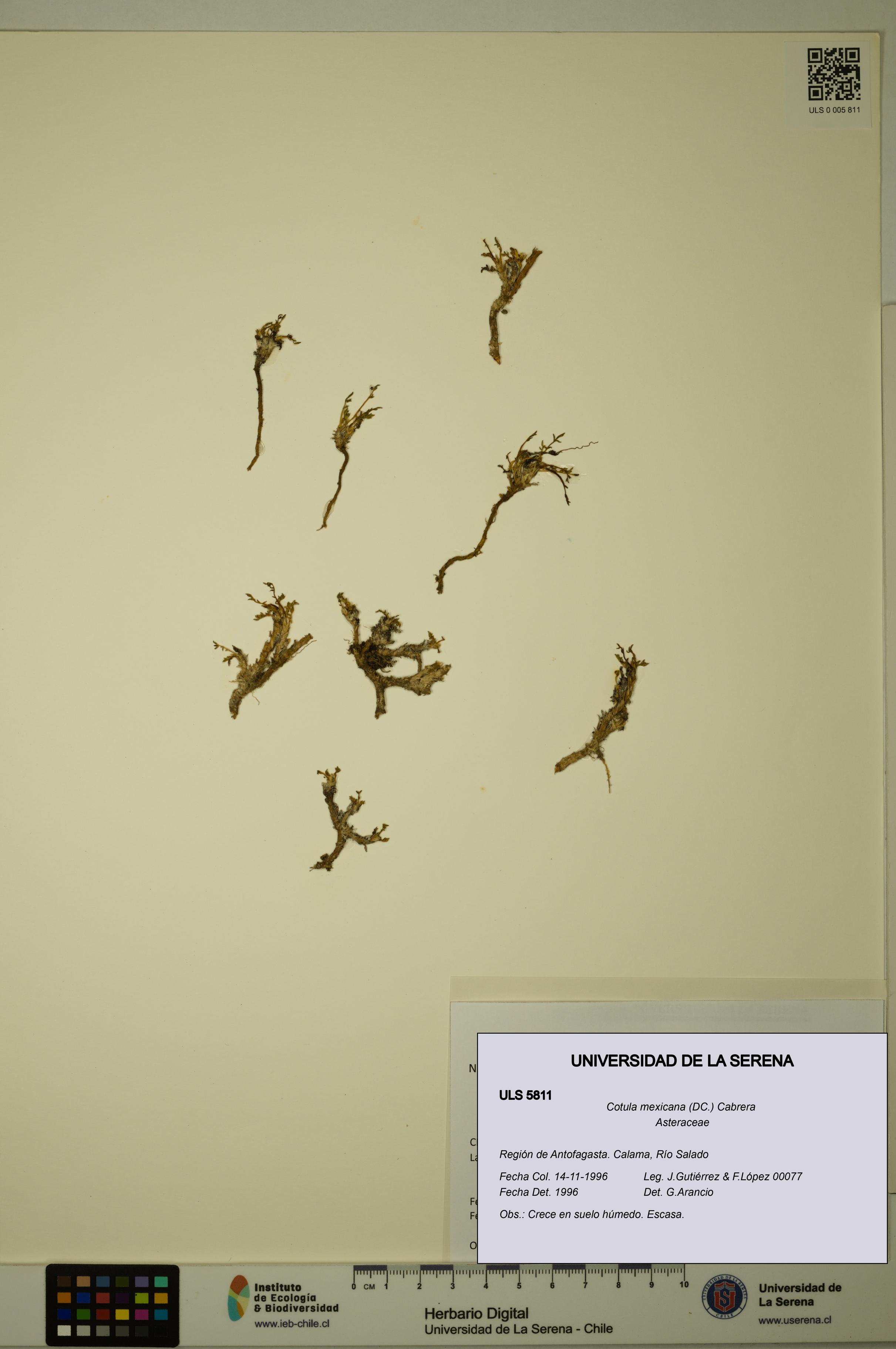 Cotula mexicana [Espécimen: ULS:ULS:0005811]