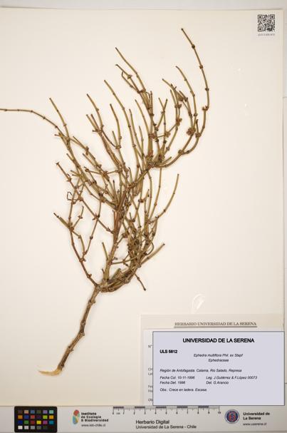 Ephedra multiflora [Espécimen: ]