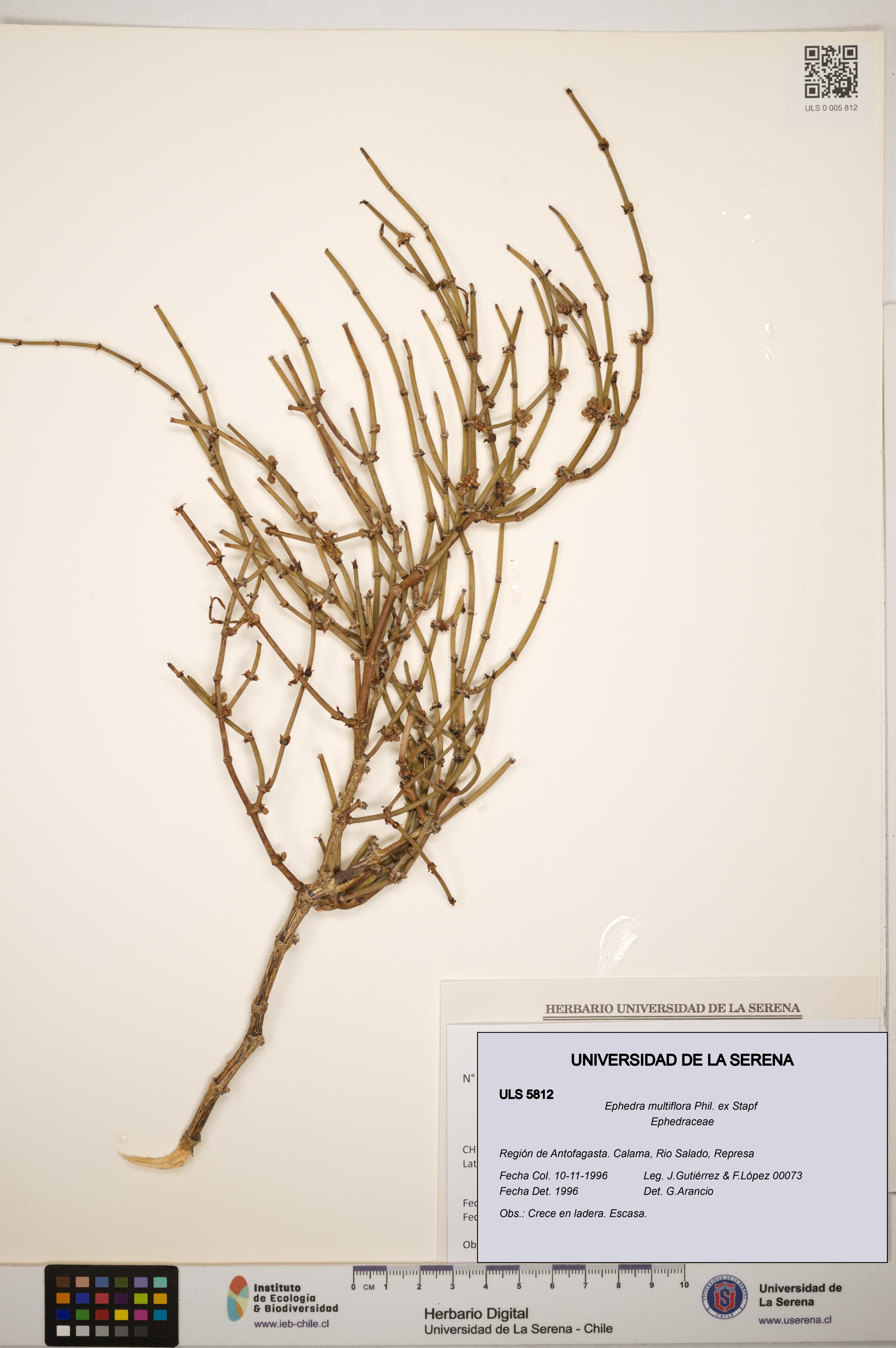 Ephedra multiflora [Espécimen: ]