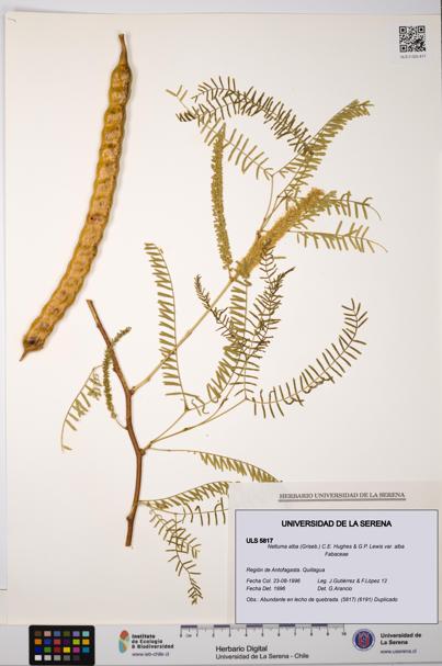 Neltuma alba var. alba [Espécimen: ULS:ULS:0005817]