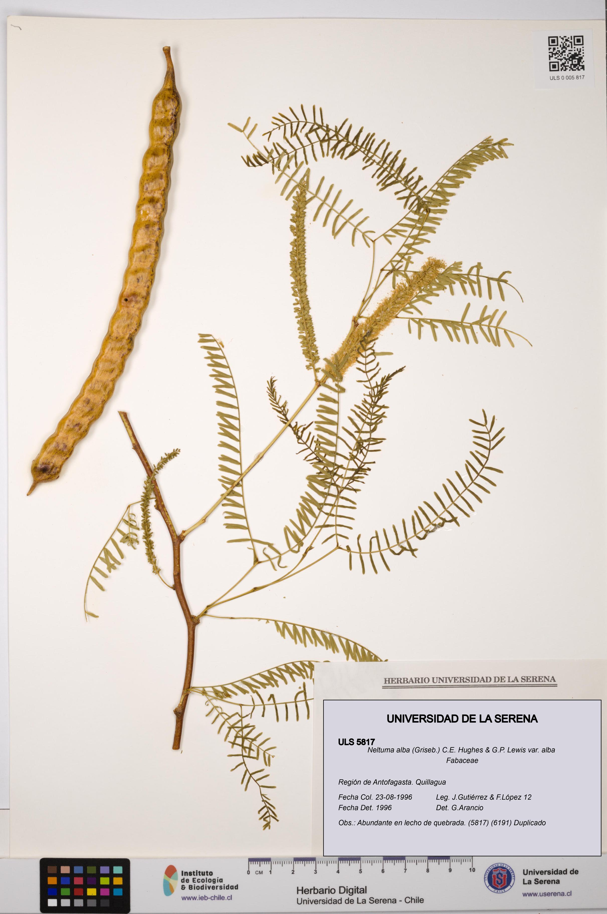 Neltuma alba var. alba [Espécimen: ULS:ULS:0005817]