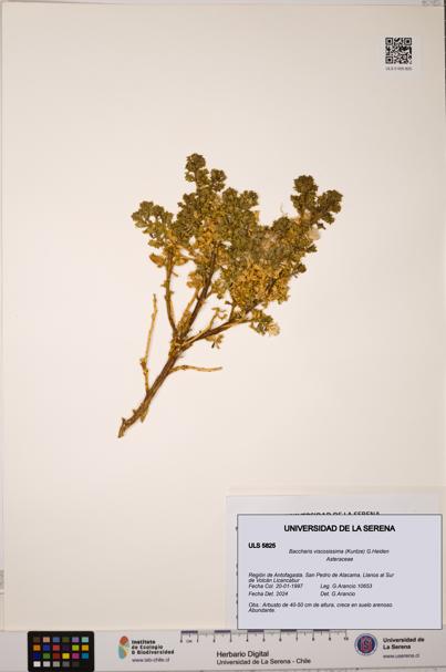 Baccharis tola [Espécimen: ULS:ULS:0005825]