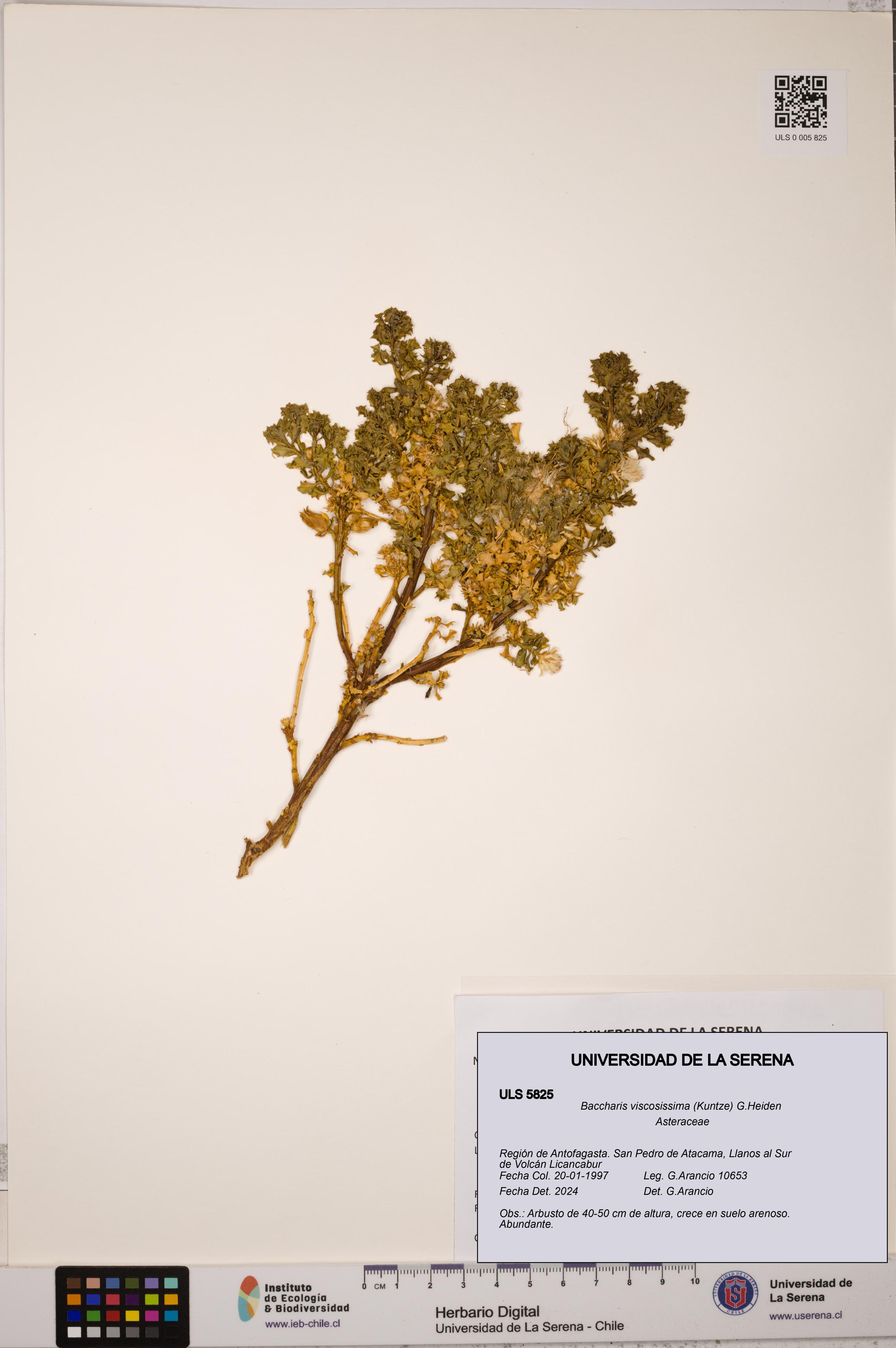 Baccharis tola [Espécimen: ULS:ULS:0005825]