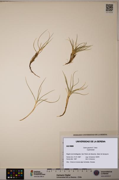 Carex gayana [Espécimen: ULS:ULS:0005826]