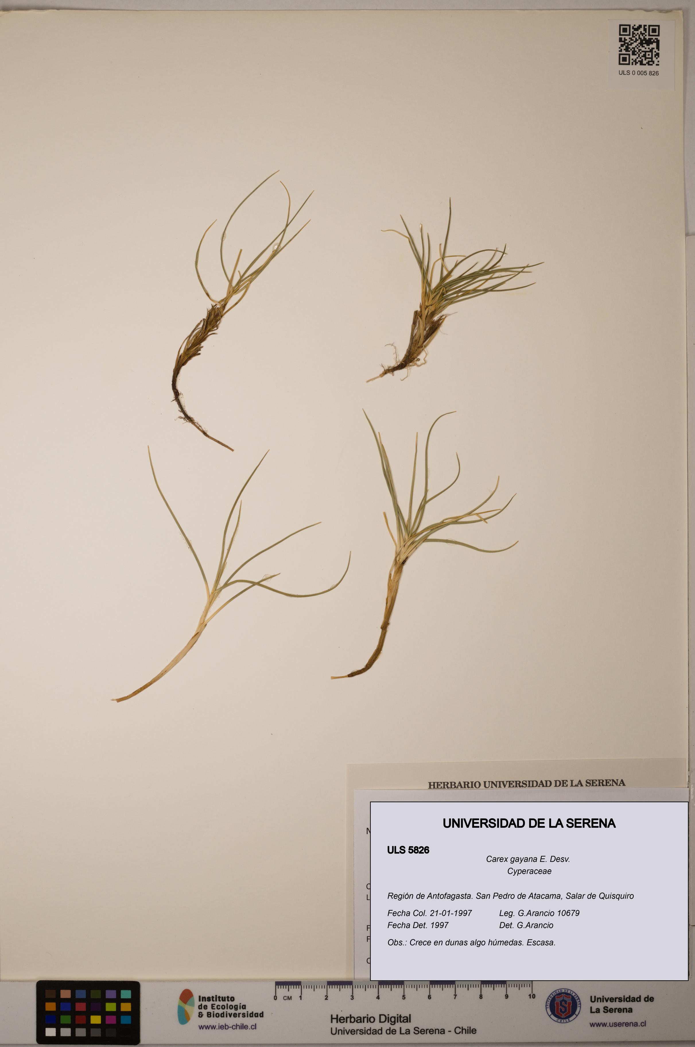 Carex gayana [Espécimen: ULS:ULS:0005826]