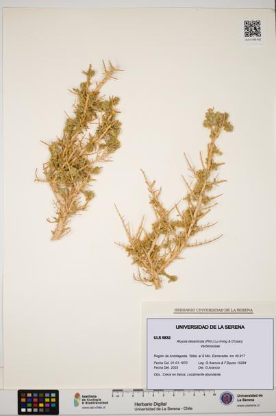 Aloysia deserticola [Espécimen: ULS:ULS:0005832]