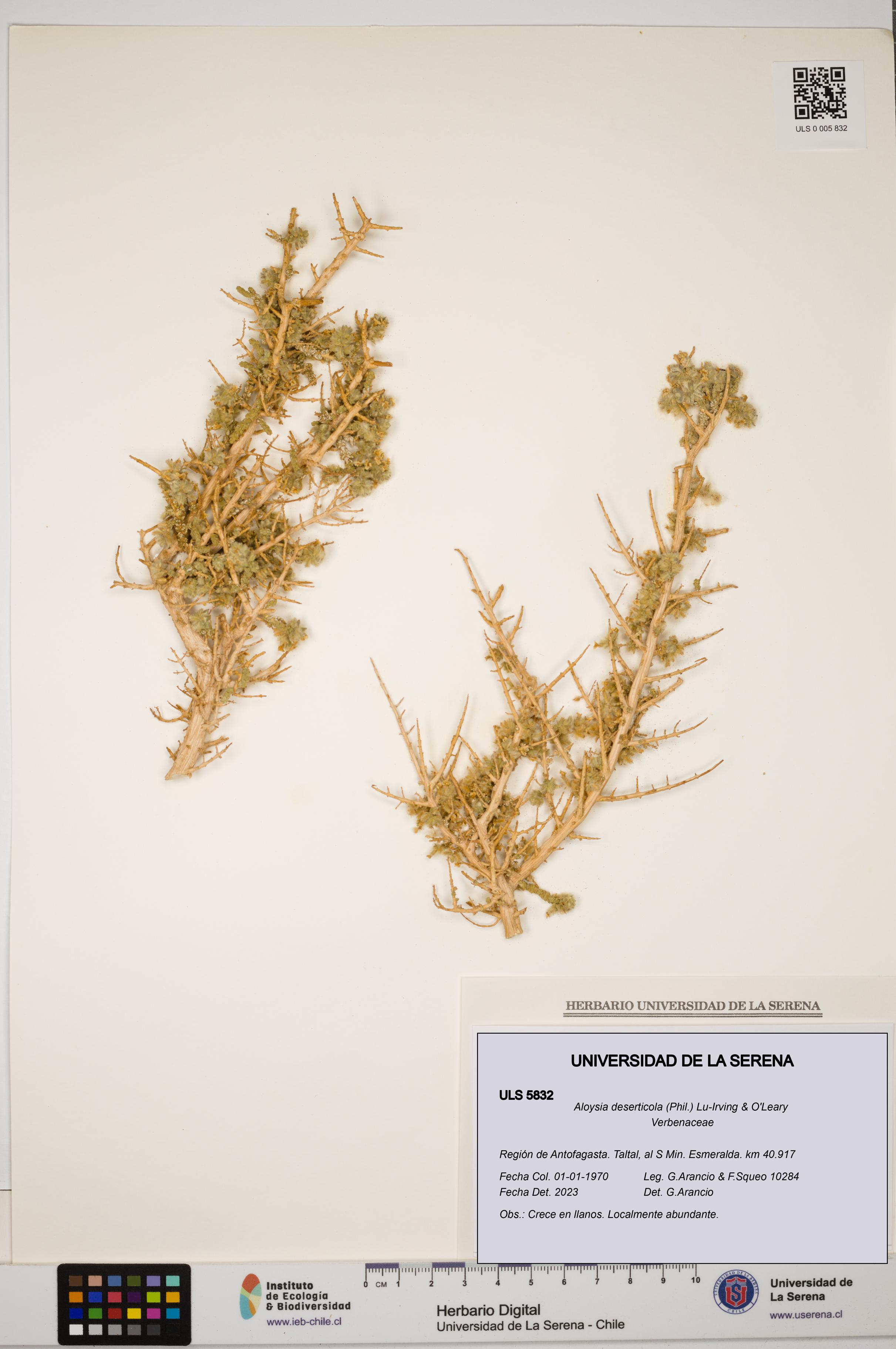 Aloysia deserticola [Espécimen: ULS:ULS:0005832]