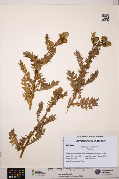 Polyachyrus carduoides [Espécimen: ULS:ULS:0005839]
