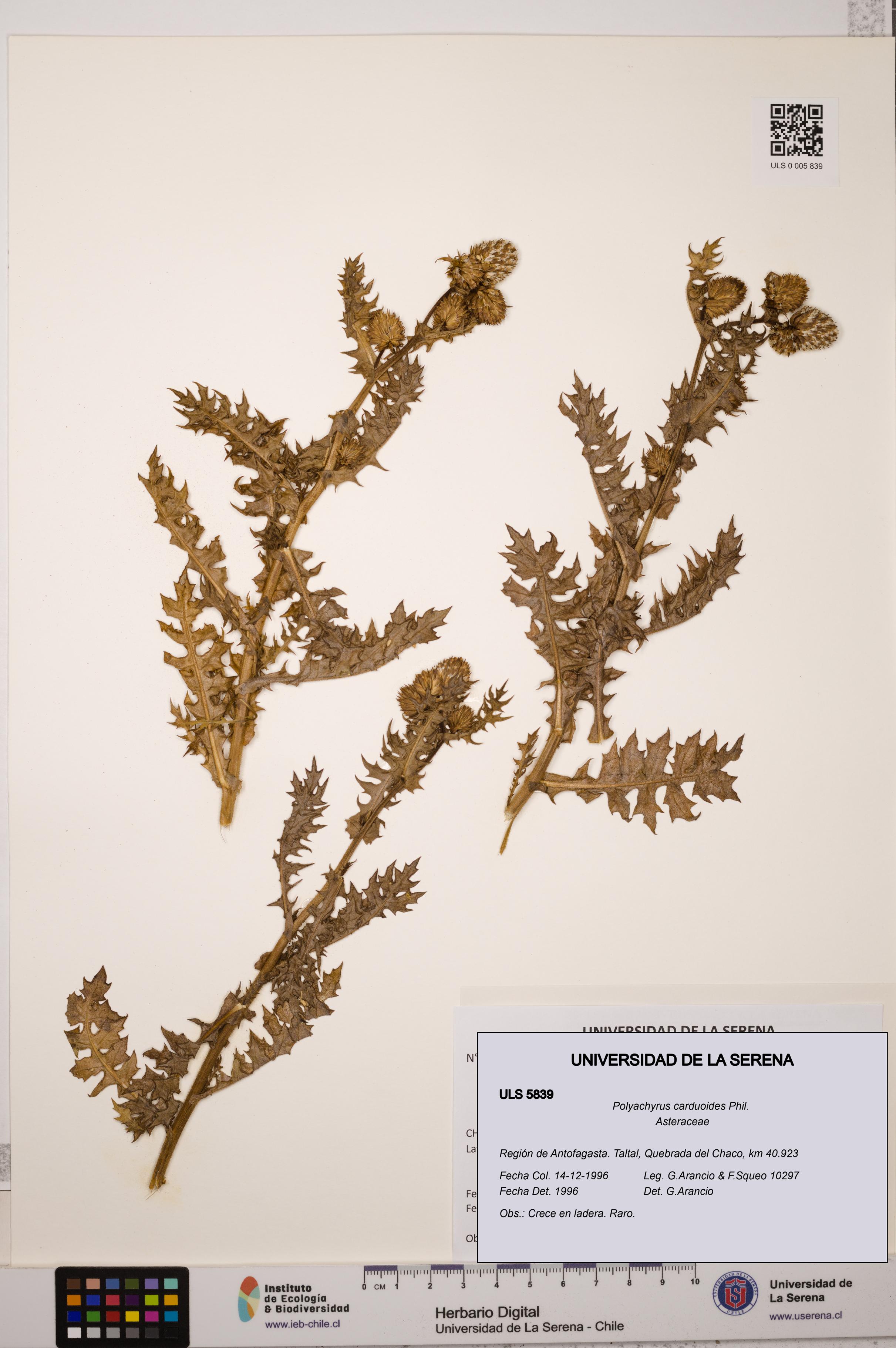 Polyachyrus carduoides [Espécimen: ULS:ULS:0005839]