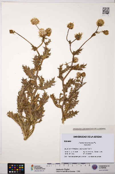 Polyachyrus carduoides [Espécimen: ULS:ULS:0005840]