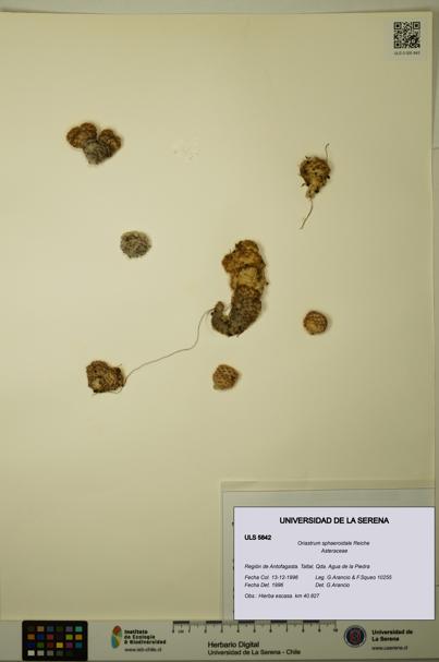 Oriastrum sphaeroidale [Espécimen: ULS:ULS:0005842]